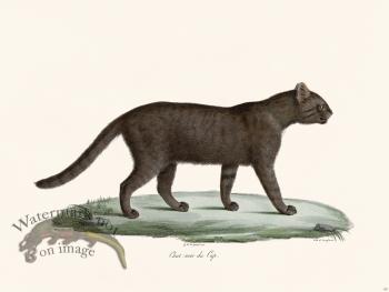 Cuvier 105 Black Cat Of Cape